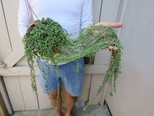 String pearls succulent for sale  Garden Grove