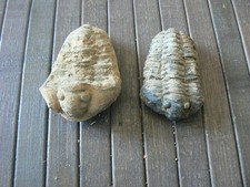 trilobite morocco d'occasion  Pavilly