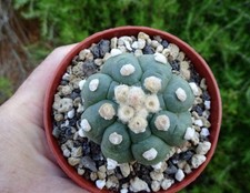 Astrophytum asterias ruri d'occasion  Servian
