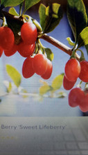 organic goji berries for sale  Silver Spring