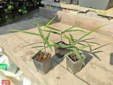 Brachychiton rupestris bottle usato  Imperia