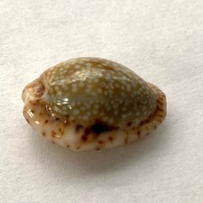 Cypraea cyprae nebrite d'occasion  Mandelieu-la-Napoule