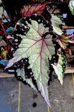 Sale2543 begonia roxal gebraucht kaufen Sale2543 begonia roxal gebraucht kaufen  Dettingen an der Erms