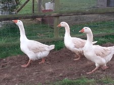 Box embden goose for sale  AXBRIDGE