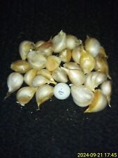 Lbs elephant garlic for sale  Ellijay