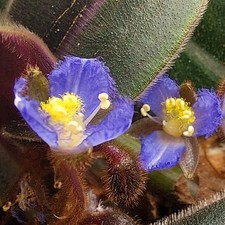 spiderwort plants for sale  San Francisco