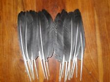Goose wing feathers for sale  ABERDEEN