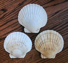 Scallop shell serving for sale  Huntington