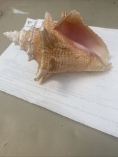 conch polished queen for sale conch polished queen for sale Sanibel