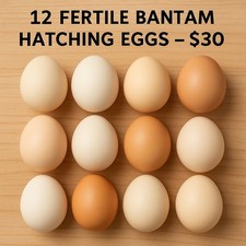 Fertile hatching eggs for sale  Dawson Springs