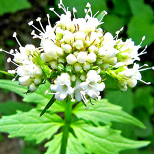 Valerian 200 seeds for sale  Greenville