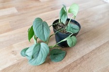 Scindapsus pictus silver gebraucht kaufen  Berlin