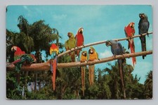 Cartão postal araras em Sarasota Jungle Gardens na Flórida c1960 comprar usado  Enviando para Brazil