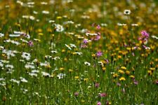 Wild flower mix for sale  UK