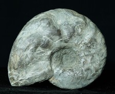 Ceratites dorsoplanus berer gebraucht kaufen  Siegburg