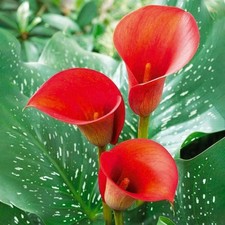 Red alert calla for sale  Waxhaw