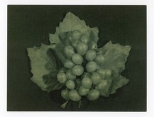Grape vintage still for sale  New York