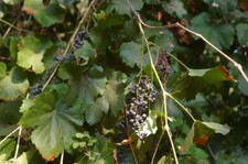 100 wild grape for sale  Guys Mills