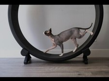 One fast cat for sale  Portland