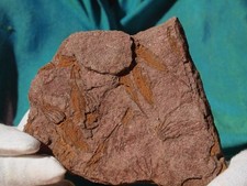 crinoid fossils for sale  Tucson