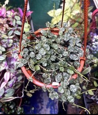Hoya curtisii exact for sale  Merrimack