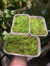 Live moss mixed for sale  SWANAGE