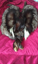 Beautiful fox fur for sale  CHESTERFIELD