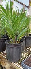 Sago palm gallon for sale  Fountain