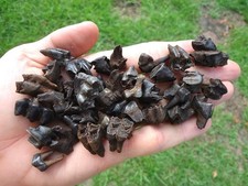 Choice deer teeth for sale  Tallahassee