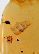 Trumpet snail burmese for sale  GILLINGHAM