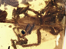 Baltic amber spider for sale  Harrison Township