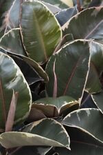 Tineke rubber plant for sale  New York