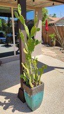 Opuntia paraguayensis prickly for sale  Chandler