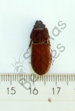 *** BEETLES, (244110) , Passalidae ssp., Togo *** comprar usado  Enviando para Brazil