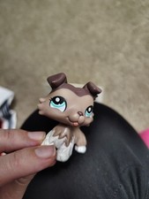 lps collie for sale lps collie for sale Savannah