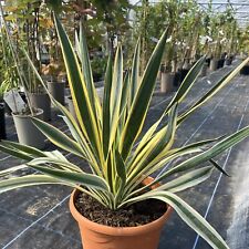 Yucca gloriosa variegata for sale  HELSTON