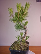 bonsai wire for sale  TROWBRIDGE