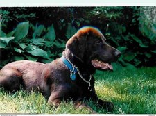 Animaux chiens labrador d'occasion  Fruges