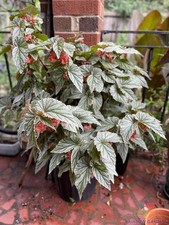 White angel wing for sale  Spring City