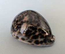 Cypraea tigris gem d'occasion  Nice-