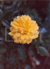 1990s original photo for sale  Indianapolis