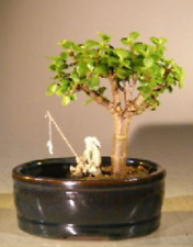 Baby jade bonsai for sale  Patchogue