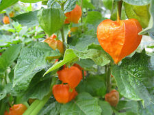 Seeds chinese lantern for sale  Phoenix