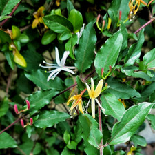 Lonicera japonica halliana for sale  Winnetka