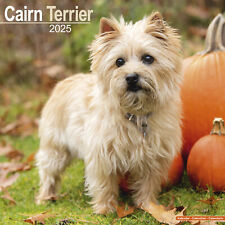 Calendário Cairn Terrier 2025 Raça de Cachorro Presente Calendário de Parede 15% OFF VÁRIOS PEDIDOS! comprar usado  Enviando para Brazil