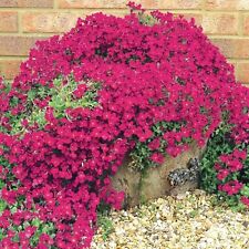 Aubrieta royal red for sale  BELLSHILL