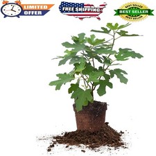 Gorgeous live fig for sale  Miami