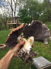 Garden giant mushroom for sale  Annville
