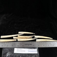 Seashells pictodentalium lot for sale  Warner Robins
