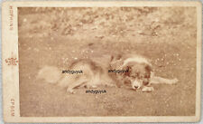 FOTO ANTIGA DE ANIMAL CDV ÁSPERO CACHORRO COLLIE CHAMADO TOWER POR HOPKINS EPSOM comprar usado  Enviando para Brazil